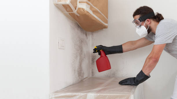 Professional Basement Mold Remediation technician working in Florence, OR