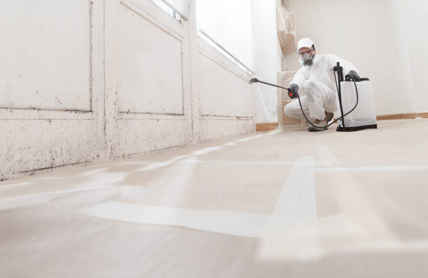 24/7 Emergency Basement Mold Remediation experts in Florence, OR