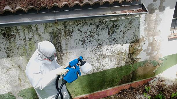 Trusted Attic Mold Removal service in Florence, OR - Cheap Mold Removal
